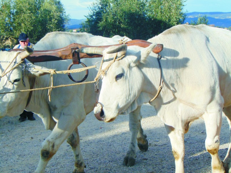 Chianina - starożytna włoska rasa bydła