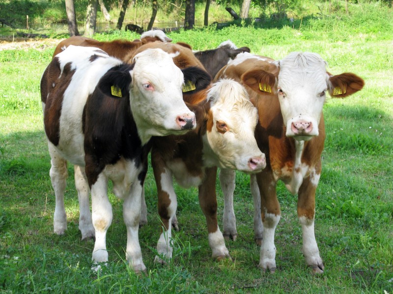 Simentale ze Słaboszowic