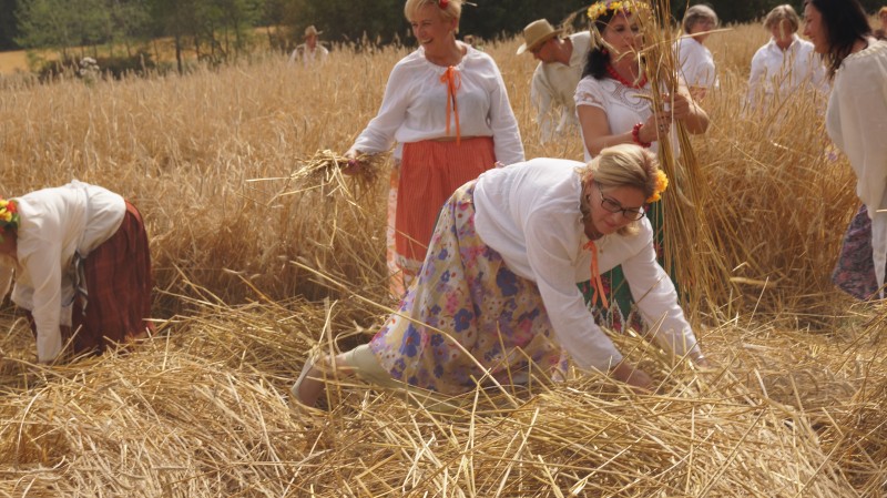 Brzęczą sierpy, brzęczą kosy…