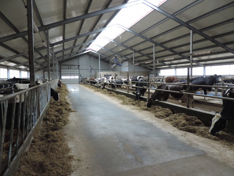 Czy warto inwestować w mleko