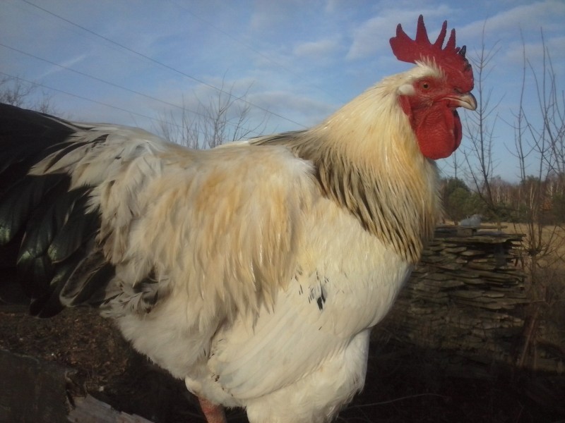 Wsi spokojna, czyli wieś kontra mieszczuchy