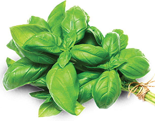 Przydomowy ogród ziołowy