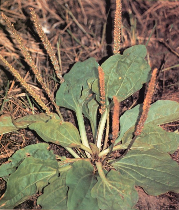 Co powiedzą Ci chwasty