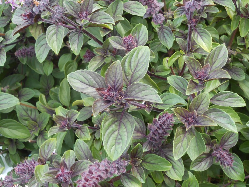 Zasady zbioru ziół