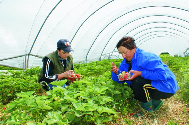 Pracownicy sezonowi z zagranicy
