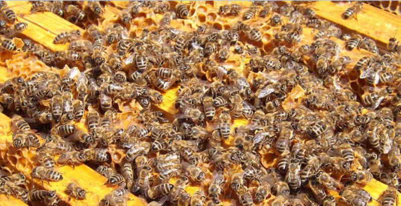 Sztuczna pszczoła zapyla rośliny