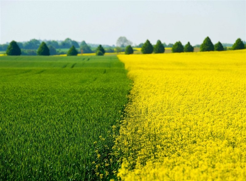 Producenci zbóż i rzepaku z Opolszczyzny łączą siły