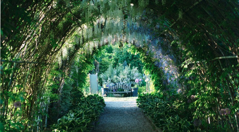 Dobieramy rośliny do funkcji w ogrodzie