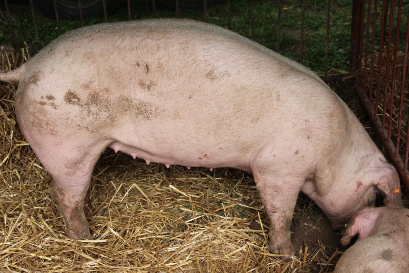 Bioasekuracja – jedyny sposób ochrony świń przed ASF