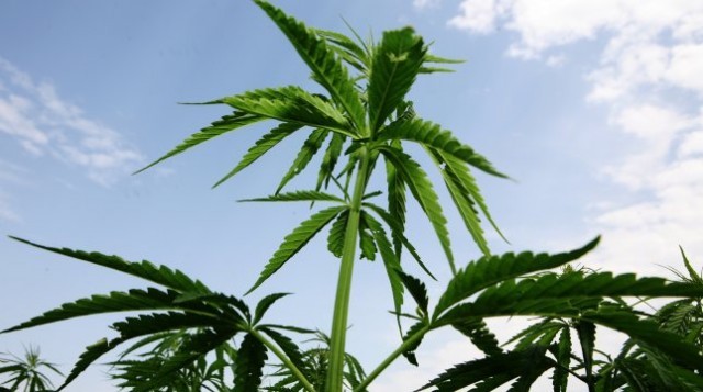 Konopie zamiast zbóż?