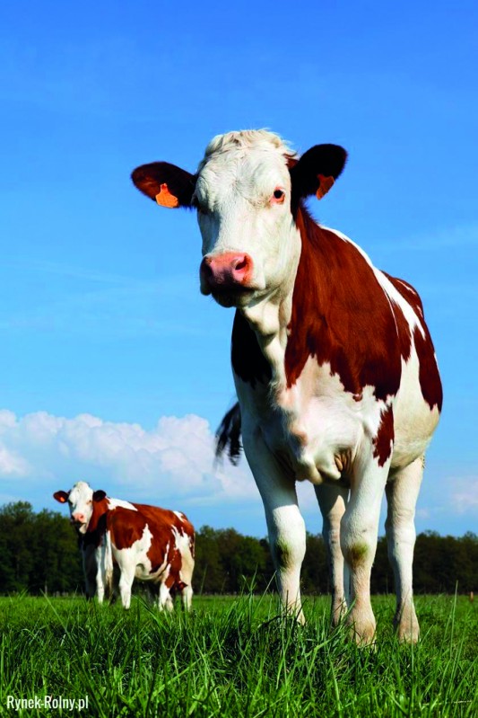 Bydło montbeliarde – szansa na zysk