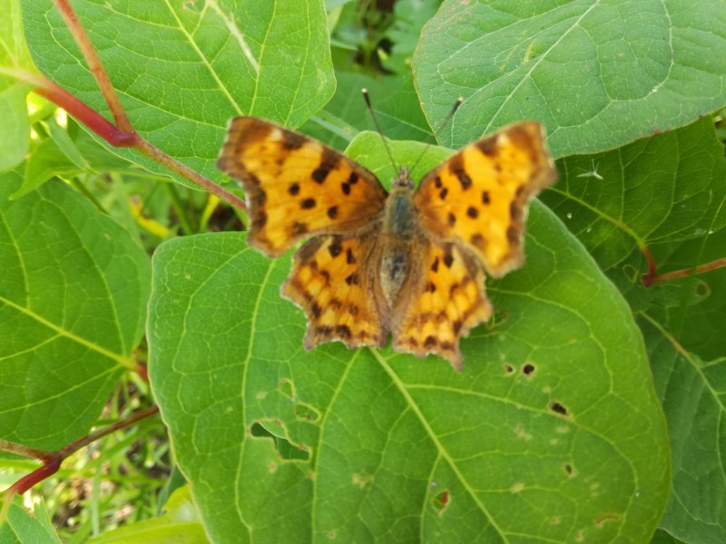 Motyle jako element krajobrazu rolniczego
