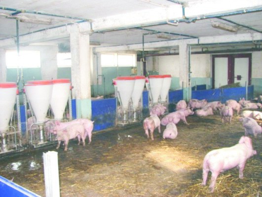 Jak produkują wieprzowinę w Kolonii Bystrzyckiej