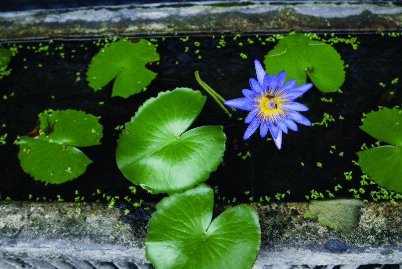 Oczko wodne przy domu, a zmiany w Prawie wodnym