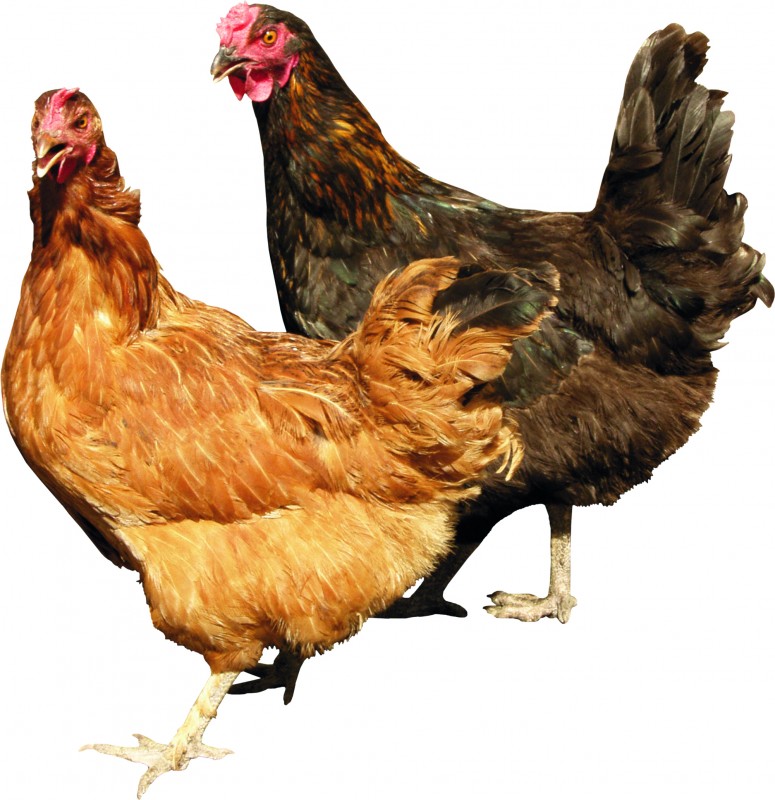 Rynek drobiu z problemami