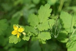 Polskie zioła przyszłością dla rolnictwa