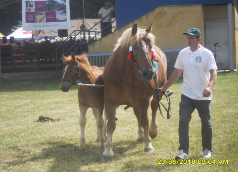 Ich pasją są konie