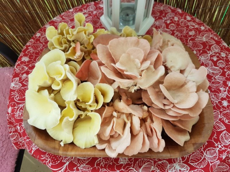 Balkonowe grzybobranie