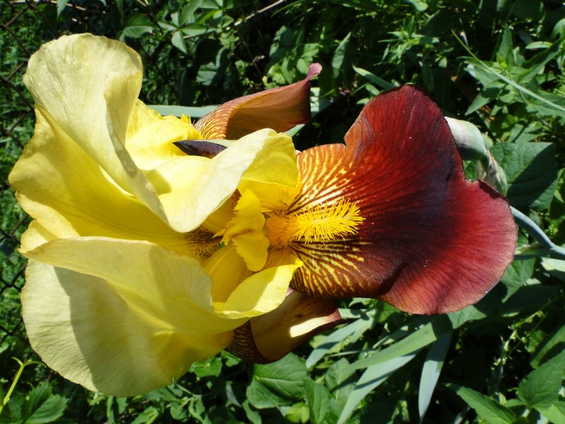 Aranżacje roślinne, czyli wiele barw i zapachów